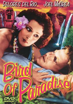 Bird of Paradise