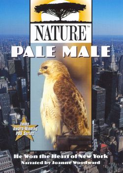 Nature: Pale Male