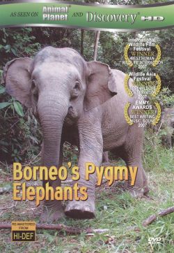 Borneo's Pygmy Elephants