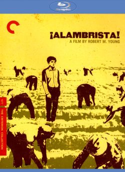 Alambrista!