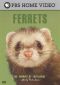 The Pursuit of Excellence: Ferrets