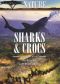 Nature: Sharkland