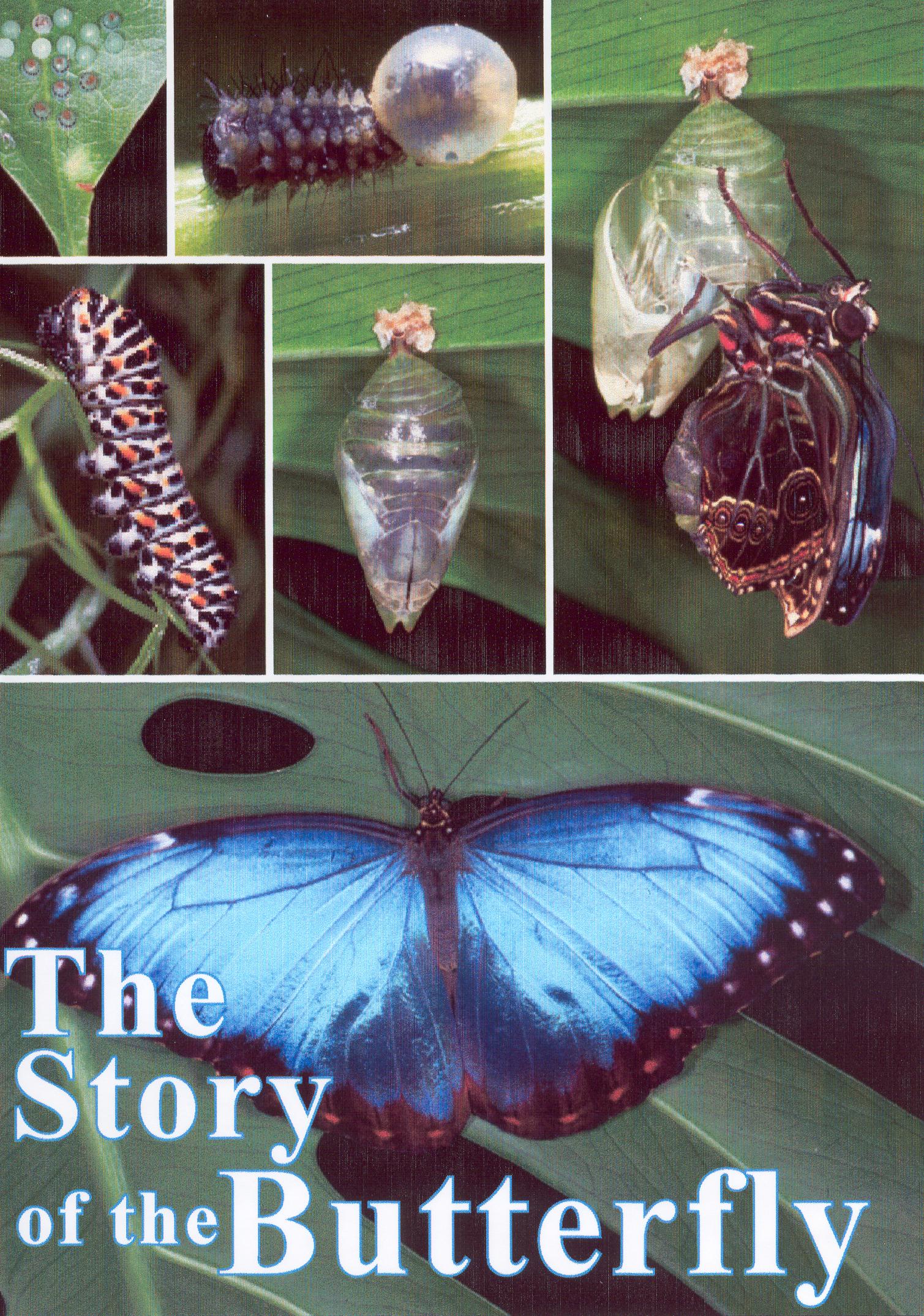The Butterfly by Victoria Vale