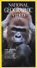 National Geographic: Urban Gorilla