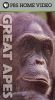 Great Apes