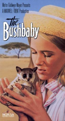 The Bushbaby