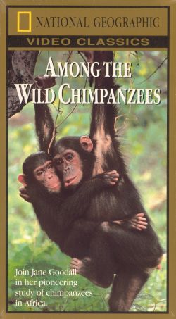 review of among the wild chimpanzees Extra credit film review – chimpanzee “among the wild chimpanzees,” you should have an appreciation for the remarkable relationship that develops. review of among the wild chimpanzees Extra credit film review – chimpanzee “among the wild chimpanzees,” you should have an appreciation for the remarkable relationship that develops.