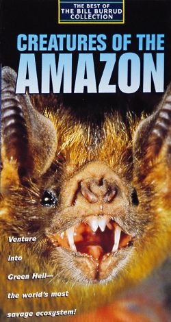 Creatures of the Amazon