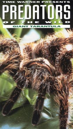 Predators of the Wild: Giant Tarantula