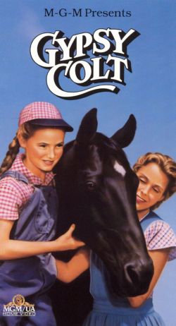 Gypsy Colt