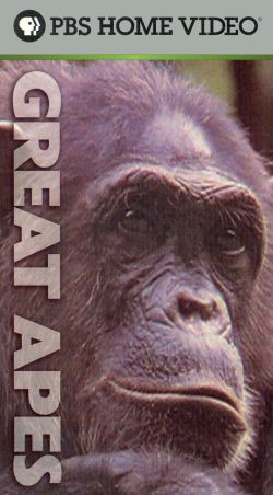 Great Apes