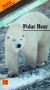 Sierra Club Series: Polar Bear