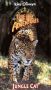 Jungle Cat