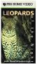 Leopards of the Night
