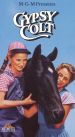 Gypsy Colt