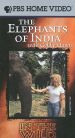 In the Wild: The Elephants of India with Goldie Hawn
