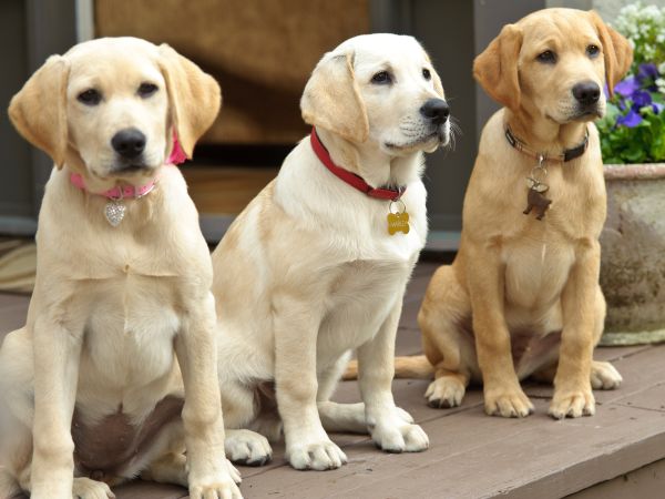 marley and me puppy years marley me the puppy years 2011 michael damian synopsis characteristics marley and me puppy years marley me the puppy years 2011 michael damian synopsis characteristics