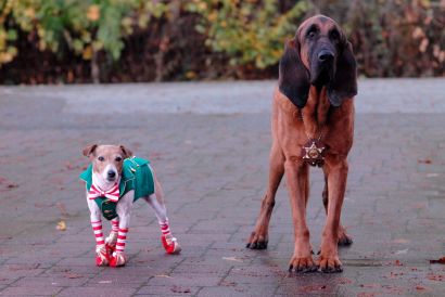 Santa Buddies