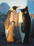 The Blue Planet: Seas of Life [TV Documentary Series]