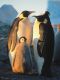 The Blue Planet: Seas of Life [TV Documentary Series]