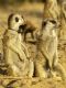 Meerkat Manor: The Story Begins