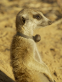 Meerkat Manor: The Story Begins