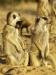 Meerkat Manor: The Story Begins
