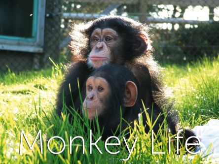 Monkey Life