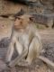 Romeo and Juliet: A Monkey's Tale