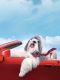 The Shaggy Dog