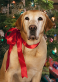 A Dog Named Christmas