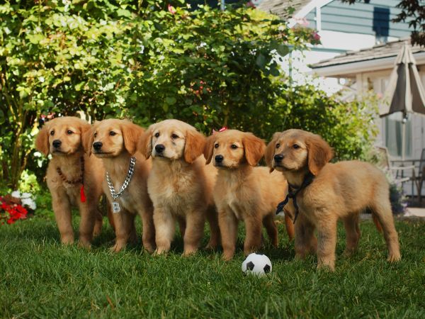Air Buddies
