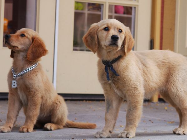 Air Buddies