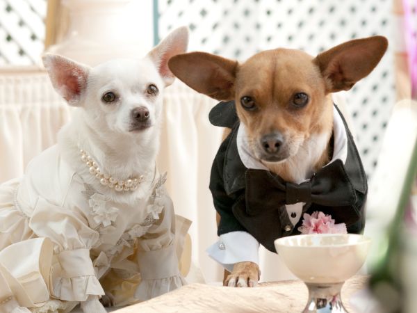 Beverly Hills Chihuahua 2