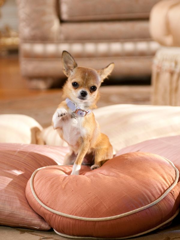 Beverly Hills Chihuahua 2