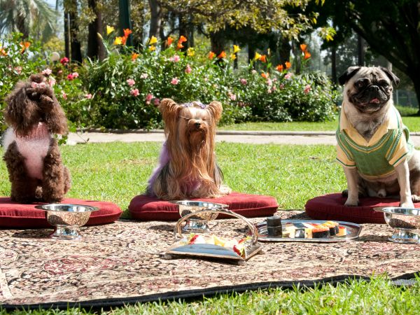 Beverly Hills Chihuahua 2