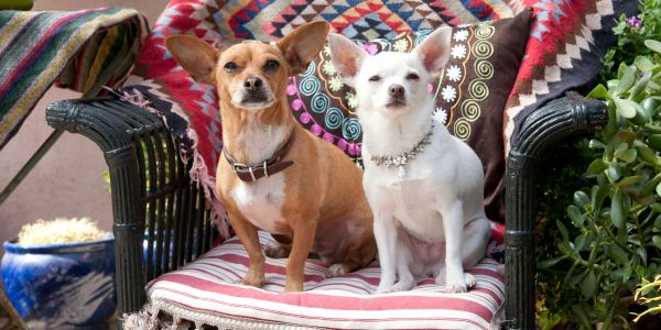 Beverly Hills Chihuahua 2
