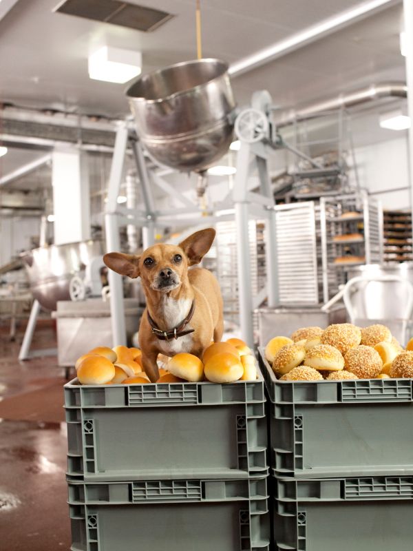 Beverly Hills Chihuahua 2