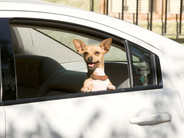 Beverly Hills Chihuahua