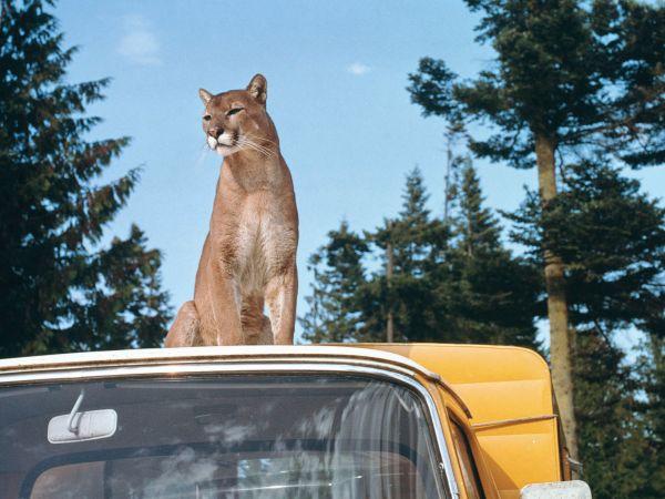 Charlie the Lonesome Cougar