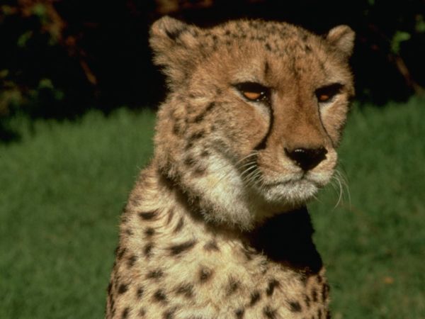 Cheetah