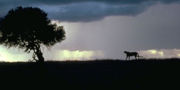 Cheetah