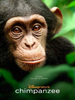Chimpanzee