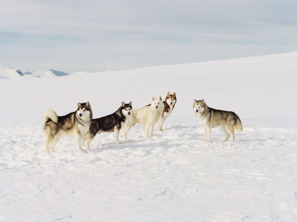 Eight Below
