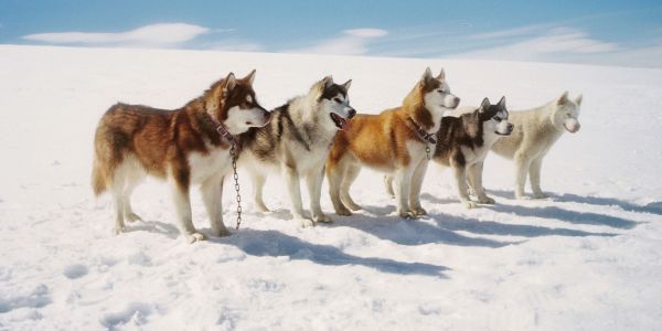 Eight Below