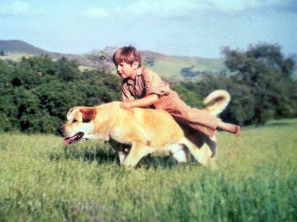 Old Yeller
