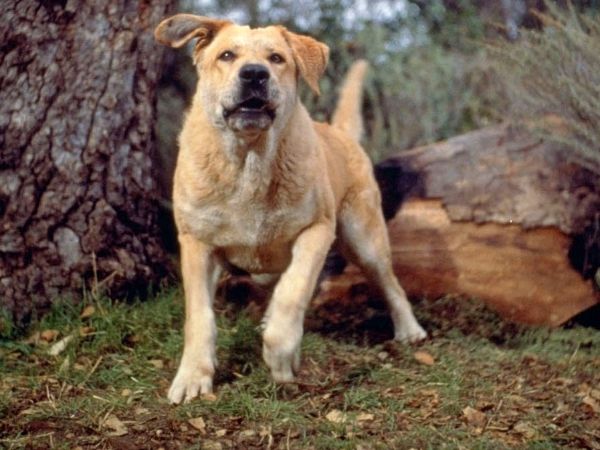 Old Yeller