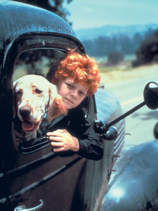 The Biscuit Eater (1972) Vincent McEveety Synopsis, Characteristics