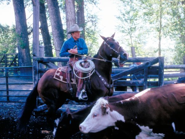 The Horse Whisperer