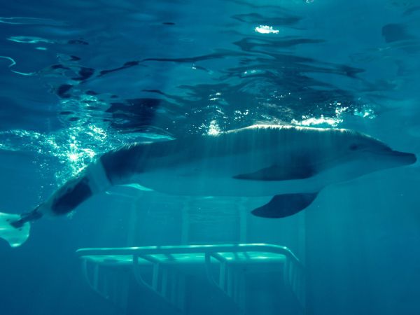Dolphin Tale